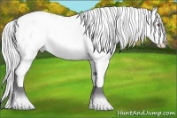 Horse Color:Silver Black Chinchilla Appaloosa