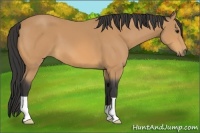 Horse Color:Buckskin 