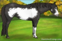 Horse Color:Liver Chestnut Frame 