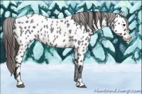 Horse Color:Brown Roan Sabino Near Leopard Rabicano 