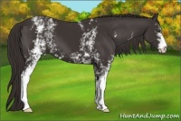 Horse Color:White Spotted Liver Chestnut