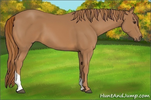 Horse Color:Chestnut Tobiano 