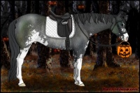 Horse Color:Black Sabino Rabicano 