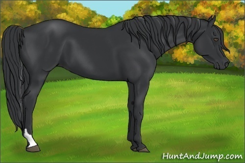 Horse Color:Black Tobiano 