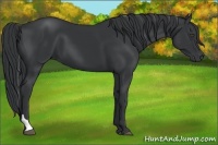 Horse Color:Black Tobiano