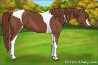 Horse Color:Chestnut Tobiano