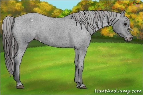 Horse Color:Black Appaloosa