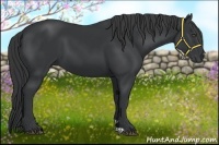 Horse Color:Black 