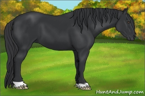 Horse Color:Black 