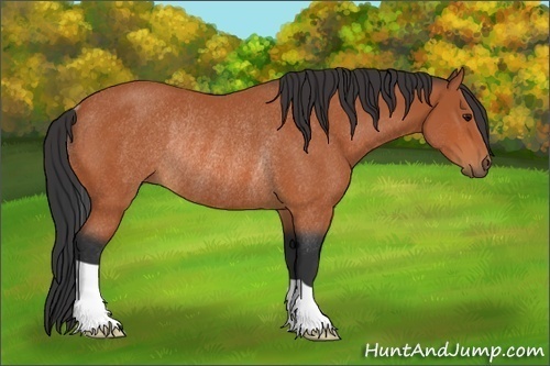 Horse Color:Bay Rabicano 