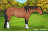 Horse Color:Bay Rabicano 