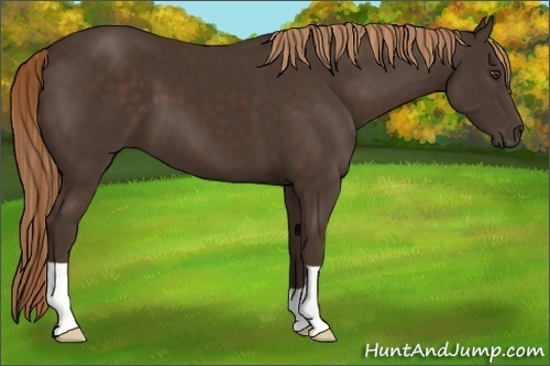 Horse Color:Liver Chestnut 