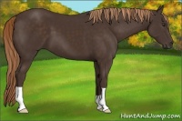 Horse Color:Liver Chestnut 