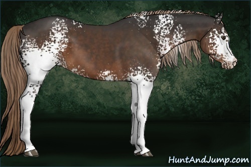 Horse Color:White Spotted Liver Chestnut 