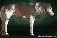 Horse Color:White Spotted Liver Chestnut 