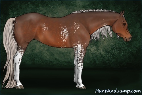 Horse Color:White Spotted Silver Bay 