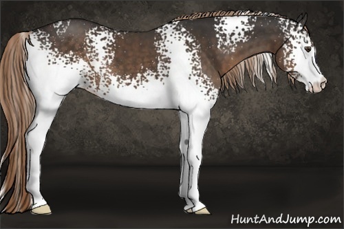 Horse Color:White Spotted Liver Chestnut 