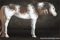 Horse Color:White Spotted Liver Chestnut 