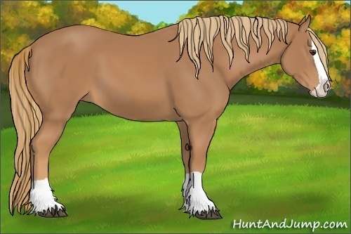 Horse Color:Chestnut Splash 