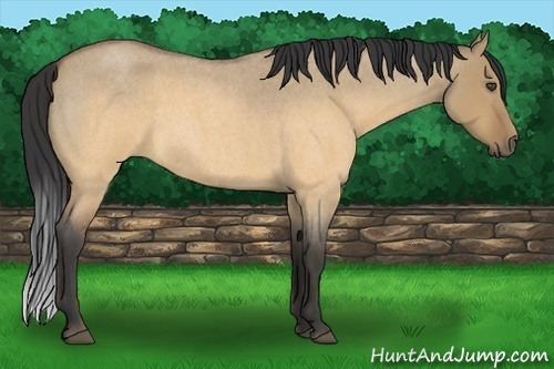 Horse Color:Buckskin Roan Dun 