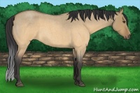 Horse Color:Buckskin Roan Dun