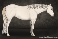 Horse Color:Perlino 