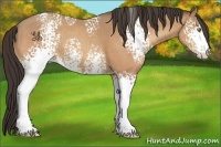 Horse Color:White Spotted Amber Champagne 