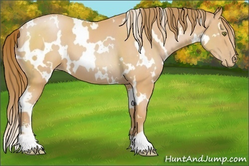 Horse Color:White Spotted Bay Pearl Sabino 