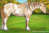 Horse Color:White Spotted Bay Pearl Sabino 