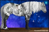 Horse Color:White Spotted Black 