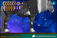 Horse Color:White Spotted Black