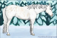 Horse Color:White Spotted Cremello Appaloosa Rabicano