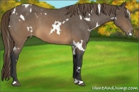Horse Color:White Spotted Buckskin Appaloosa 