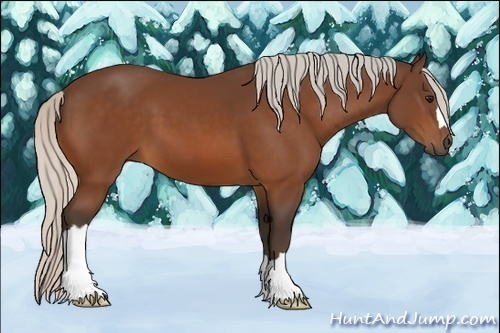 Horse Color:Silver Bay 