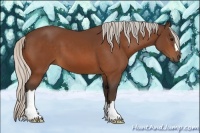 Horse Color:Silver Bay 