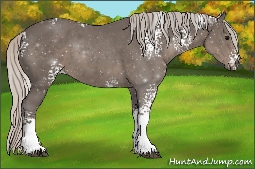 Horse Color:White Spotted Silver Black Rabicano 