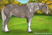 Horse Color:White Spotted Silver Black Rabicano 