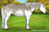 Horse Color:White Spotted Silver Smoky Black Splash 