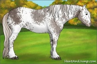 Horse Color:White Spotted Silver Black Rabicano