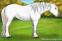 Horse Color:Liver Chestnut Snowflake Varnish