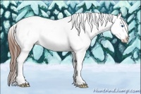 Horse Color:Chestnut Splash Appaloosa 