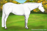 Horse Color:Gray Bay Tobiano