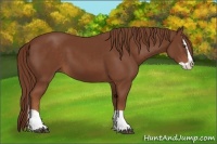Horse Color:Chestnut Splash 
