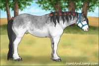 Horse Color:White Spotted Blue Chinchilla Roan Rabicano  Brindle