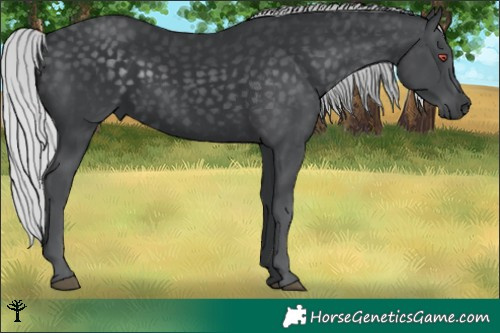 Horse Color:Silver Black Chinchilla 