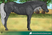 Horse Color:Silver Black Chinchilla 