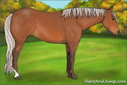 Horse Color:Silver Bay Sabino Tobiano 