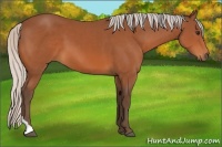 Horse Color:Silver Bay Sabino Tobiano