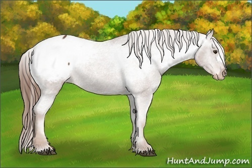 Horse Color:Chestnut Snowcap