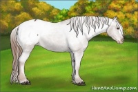Horse Color:Chestnut Snowcap 